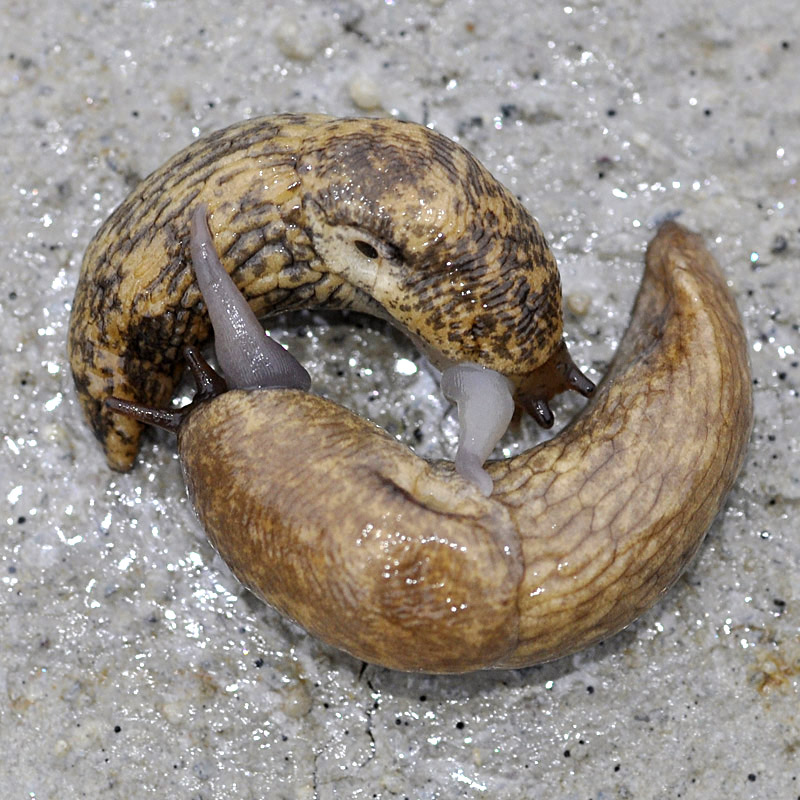 Accoppiamento in Deroceras reticulatum